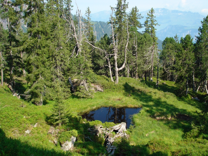 Lichter Bergwald im Waldreservat Murgtal mit viel Heidelbeerstr&auml;uchern, einem kleinen Moorsee, Moorvegetation und Totholz.
